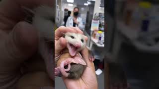 Baby opossum tries to scare off vet techs but is too cute