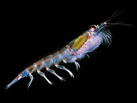 Video: Forskellen Mellem Krill Og Plankton