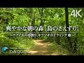 自然音 鳥のさえずり 爽やかな朝の森の音 鳥のさえずり リラックス 癒し 作業 勉強 読書 睡眠 自然音 ASMR Nature Sounds 自然音 鳥のさえずり 爽やかな朝の森の音 鳥のさえずり リラックス 癒し 作業 勉強 読書 睡眠 自然音 ASMR Nature Sounds