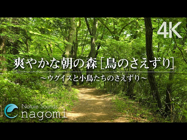 【自然音/鳥のさえずり】爽やかな朝の森の音「鳥のさえずり」｜リラックス・癒し・作業・勉強・読書・睡眠｜自然音/ASMR Nature Sounds