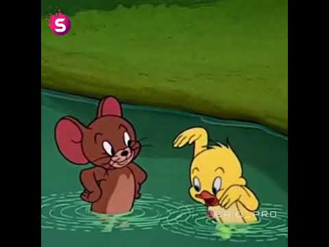 Tom & Jerry | How To Swim | Boomerang UK | Jerry teaches duck to swim Status TikTok #Shorts #TikTok