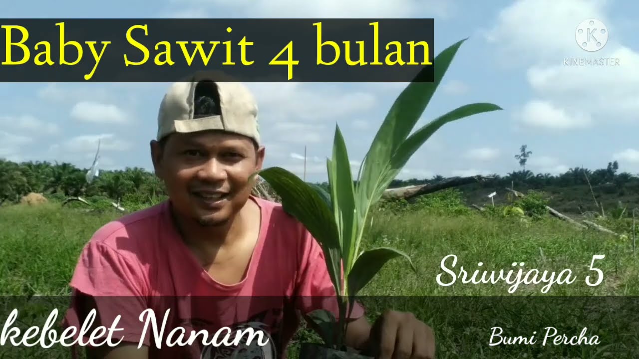 Di gas saja,tanam sawit umur 4 bulan