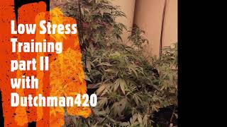 Low stress training part 2 with Dutchman420