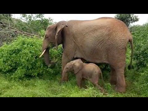 Rescued Elephant Has