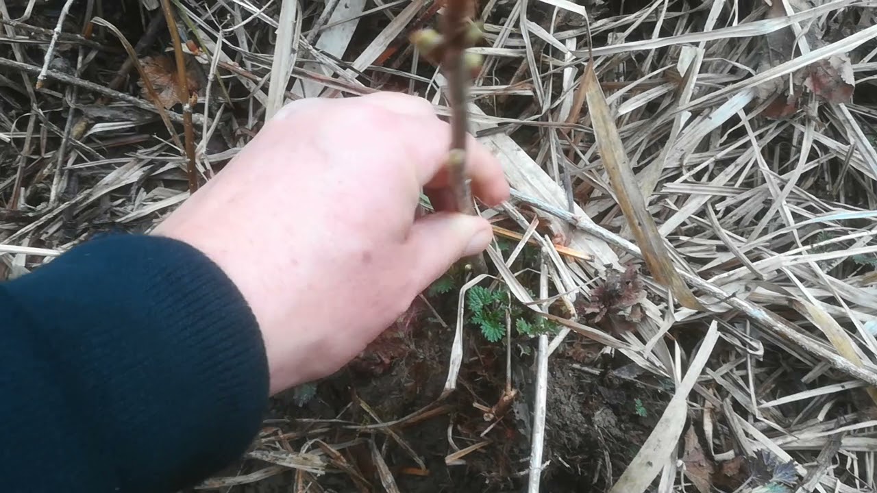 essbarer Waldgarten für Selbstversorgung - Stecklingsvermehrung