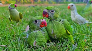 Baby Parrot Sounds / Voices