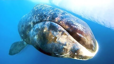 Whale Found In The Wild Believed To Be Over 200 Years Old