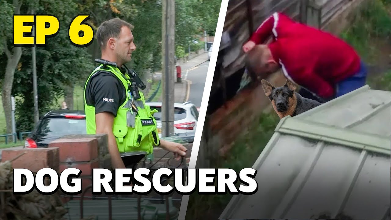 Dog Rescuers: Caught on Camera and Served Justice - Animal Documentary ...