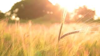 FOOTAGE   Corn Field At Sunset