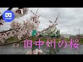 [3D VR180] 旧中川の桜