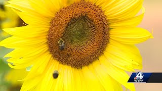 Sunflower season in full bloom at the Biltmore Estate