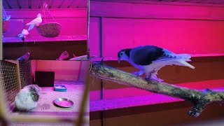 PADMABATI AMUSEMENT PARK BIRDS ZONE