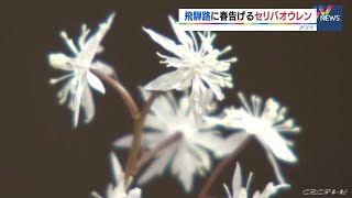 雪解けの季節「春の妖精」セリバオウレン咲き始める　岐阜・高山市の城山公園 (22/03/20 17:29)