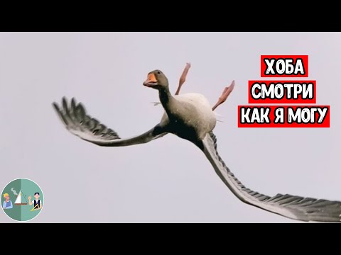 Зачем дикие гуси летают вверх ногами?