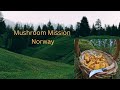 Mushroom Picking in Norway