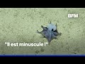 "C'est bleu !" : une nouvelle espèce de pieuvres découverte au large des îles des Galápagos