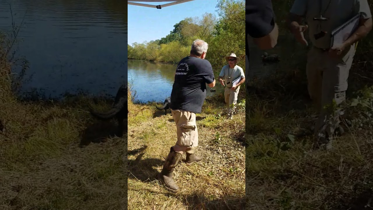 AKC First Jr Hunt Test Water Series Apollo YouTube akc-first-jr-hunt-test-water-series-apollo-youtube