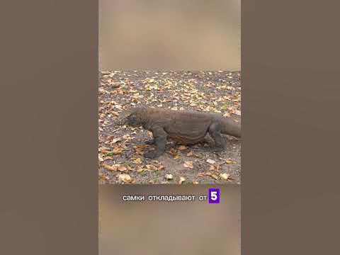 Вараны - большие ящерицы #shorts #животные #animal - YouTube