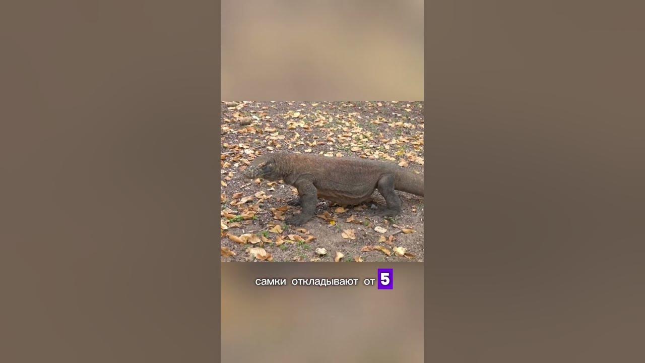 Вараны - большие ящерицы #shorts #животные #animal - YouTube