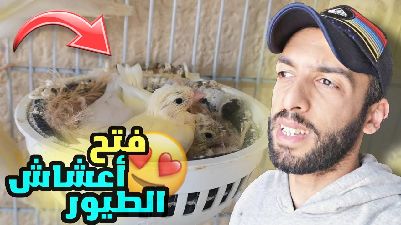 جولة في غرفة الطيور 😍 فتح أعشاش البادجي و استكشاف أعشاش طيور الكناري ♥️
