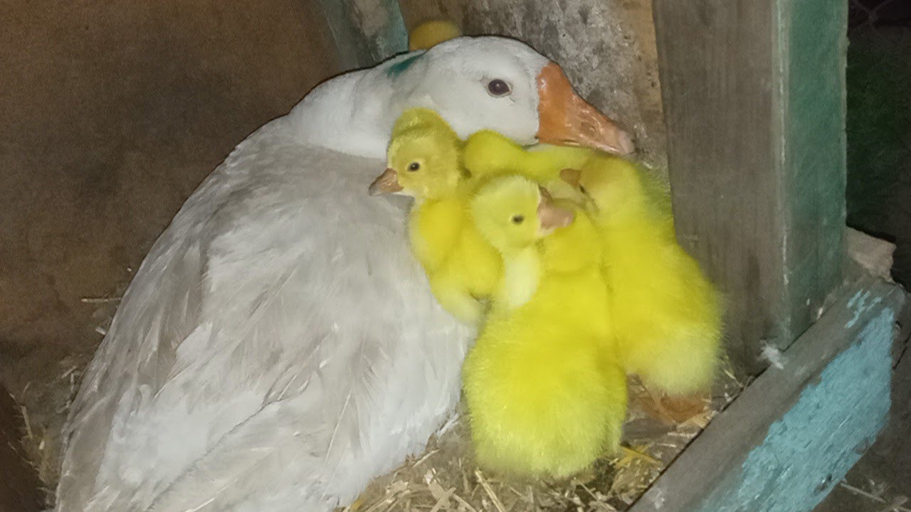 Гусыня вывела гусят, но ещё остались яйца??Будет водить или бросит ...