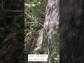 Woodpeckers!