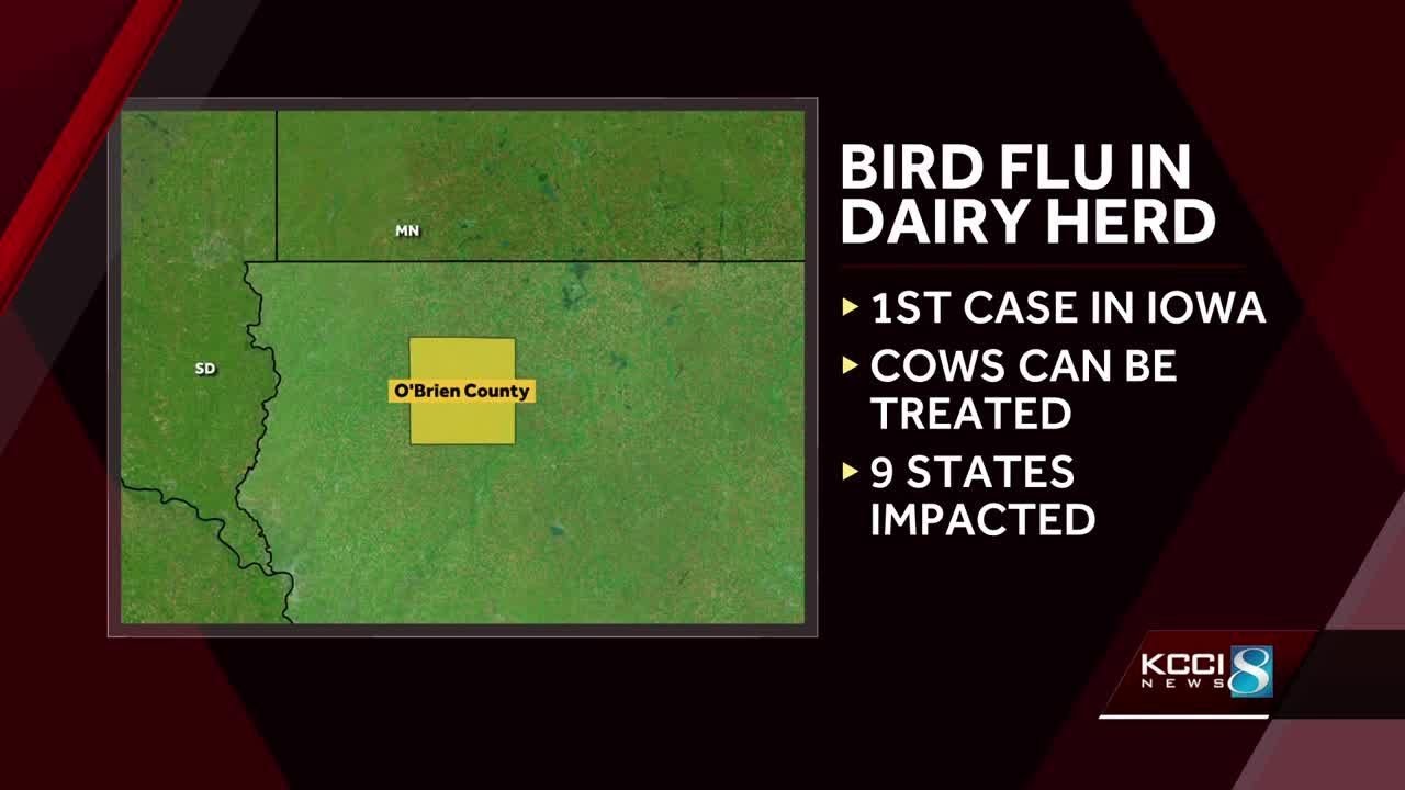 Bird flu hits dairy herd in northwest Iowa - YouTube