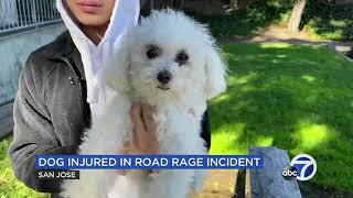 Car window smashed during road rage incident, nearly blinding dog