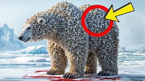 Rescue Polar Bear Injured by barnacles By Rescue Team