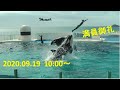 鴨川シーワールドシャチパフォーマンス(2020.09.19)10:00