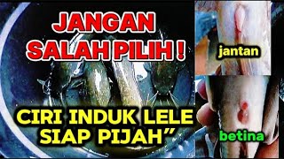 How to Select Catfish Broodstock Ready for Spawning for Beginners (Complete & Practical) @HENDRA_...