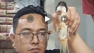 lanjut lagi bos obral burung cuci gudang jual cepat