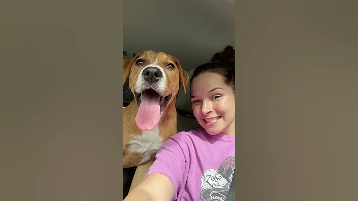 She has helped my mental health in ways I cant even explain #dogs#shorts #rescuedog#dog #shortsfeed