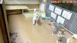 柴犬なつと子供たち Shibainu Natsuの配信のサムネイル画像