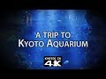 Things to Do: Kyoto Aquarium [4K]