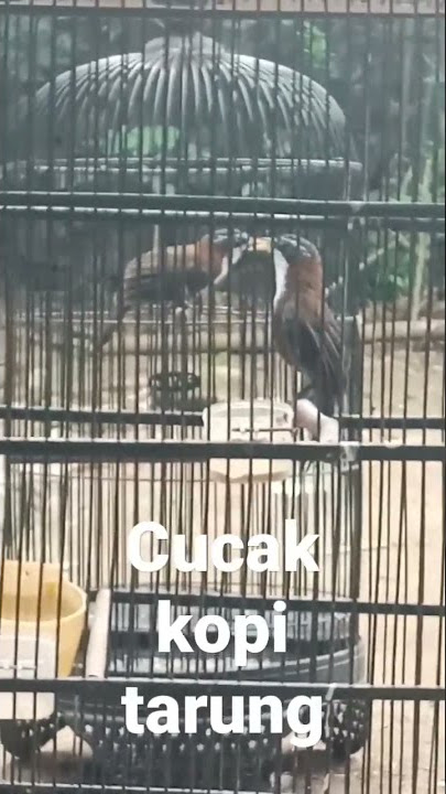 cucak kopi atau kopi kopi gacor narung