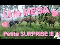 une ponette surprise ??? association ✨ Cheval de Vie ✨