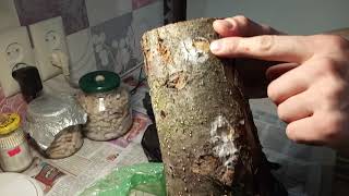 видео: Результат через 7 дней, пеньки зарастают мицелием. картинка: Результат через 7 дней, пеньки зарастают мицелием.