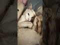 #cat #видосыоткота #pets #прикольныекоты #puppy #веселыекоты #cute #love #милота #кот