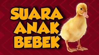 Suara Anak Bebek (Baby Ducklings Sound)