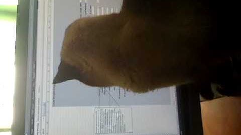 Cat attacks mouse cursor