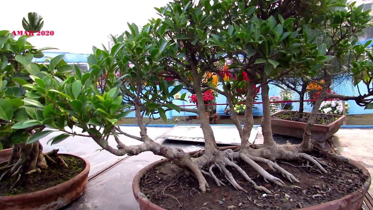 ANNUAL FLOWER SHOW AT PANIHATI KOLKATA FLOWER PLANT, BONSAI, FRUIT