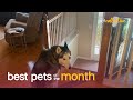 Best Pets of the Month (July 2021)