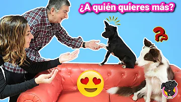 ¿A quién quieren más los perros?