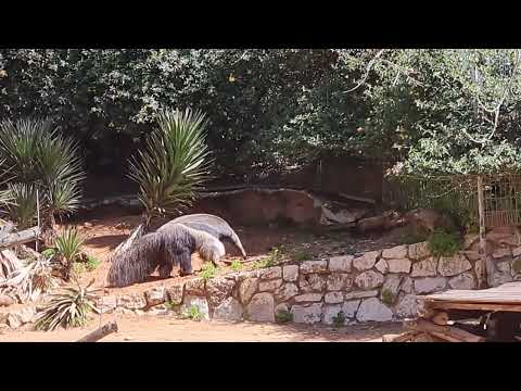 Giant anteater