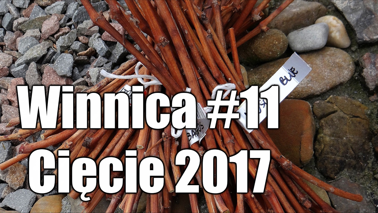 Cięcie winorośli | Winnica #11 | Dom Pachnący Żywicą