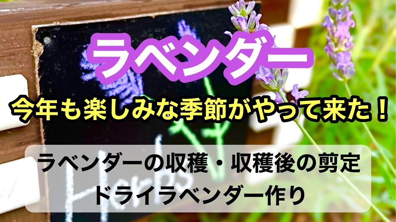 ガーデニングを楽しもう ラベンダー編 花の収穫 収穫後の剪定と枝すかし ドライラベンダー作りまでをまとめた動画です ガーデニング Youtube