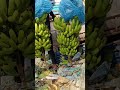 sirpur Maharashtra banana in india #india #farming #viralshort #banana #fruit #funk
