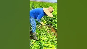 Farmer Harvesting Fresh Celery in a Wide Green Field