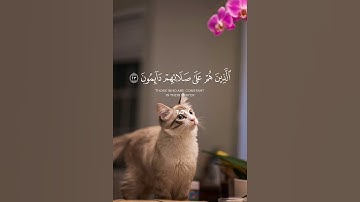 مااسم القارئ؟ لمن يعرف  #القرآن_راحة_نفسية #shrots